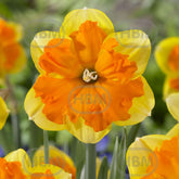 Hectarul - Bulbi de narcise Tiritomba, 5 bulbi